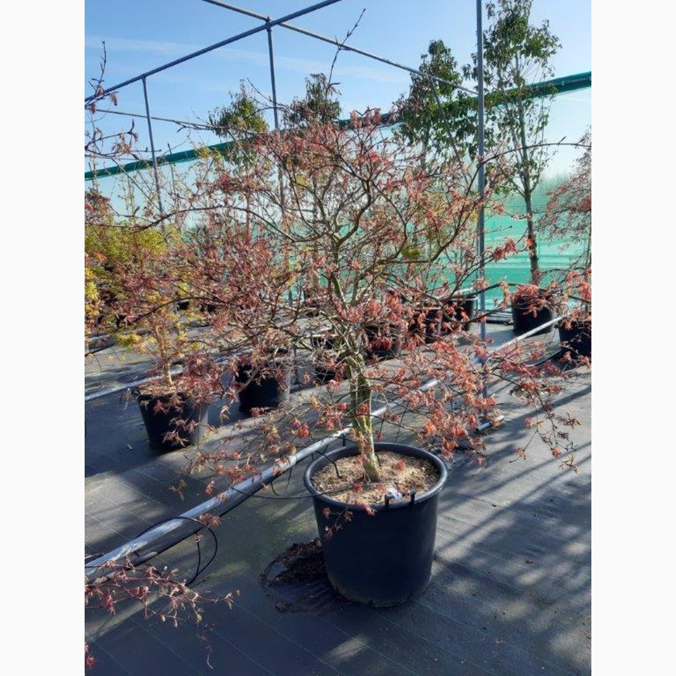 Japansk lönn – Acer pal. 'Garnet' - C90 150-175 CM